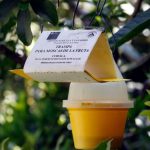 SAG inicia vigilancia sanitaria ante detección de ejemplar de Mosca de la Fruta en Chimbarongo