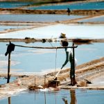 Lanzan cartografía para difundir la tradición salinera de Cáhuil y Lo Valdivia