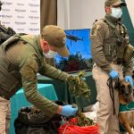 OS-7 realiza millonaria incautación de droga en precordillera de San Fernando y Rengo