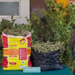 Detienen a un sujeto por cultivo de marihuana en El Huique