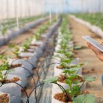 Colchagua se convierte en el epicentro de la innovación agroalimentaria con Agro-Tech O’Higgins 2026
